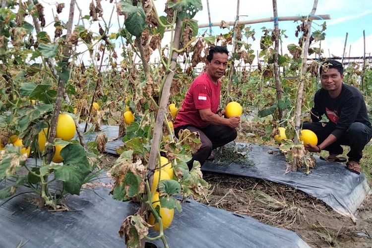 Petani melon di Desa Alue Keurinyai, Kecamatan Banda Baro, Kabupaten Aceh Utara, Provinsi Aceh, Senin (22/4/2024).