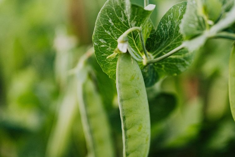 Ilustrasi tanaman kacang hijau