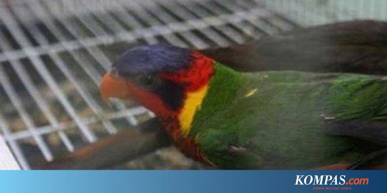 Tujuh Burung Paruh Bengkok Disita Bksda Kaltim