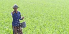 Kementan Alokasikan 15.320 Ton Pupuk Subsidi untuk Bulukumba