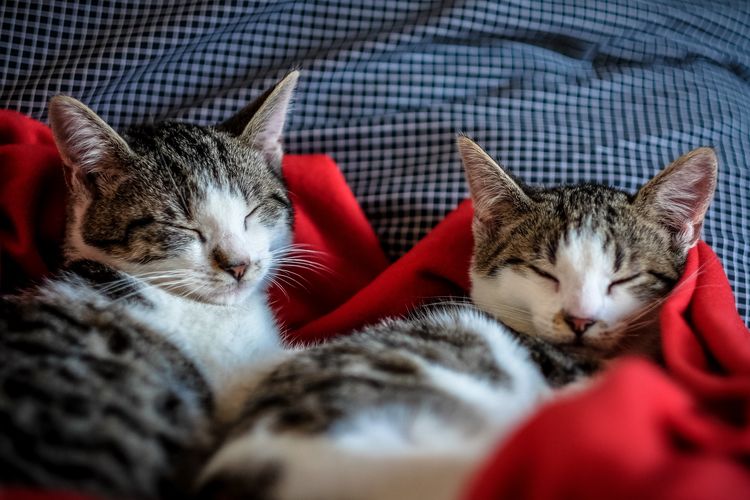 Posisi tidur kucing memiliki makna masing-masing.