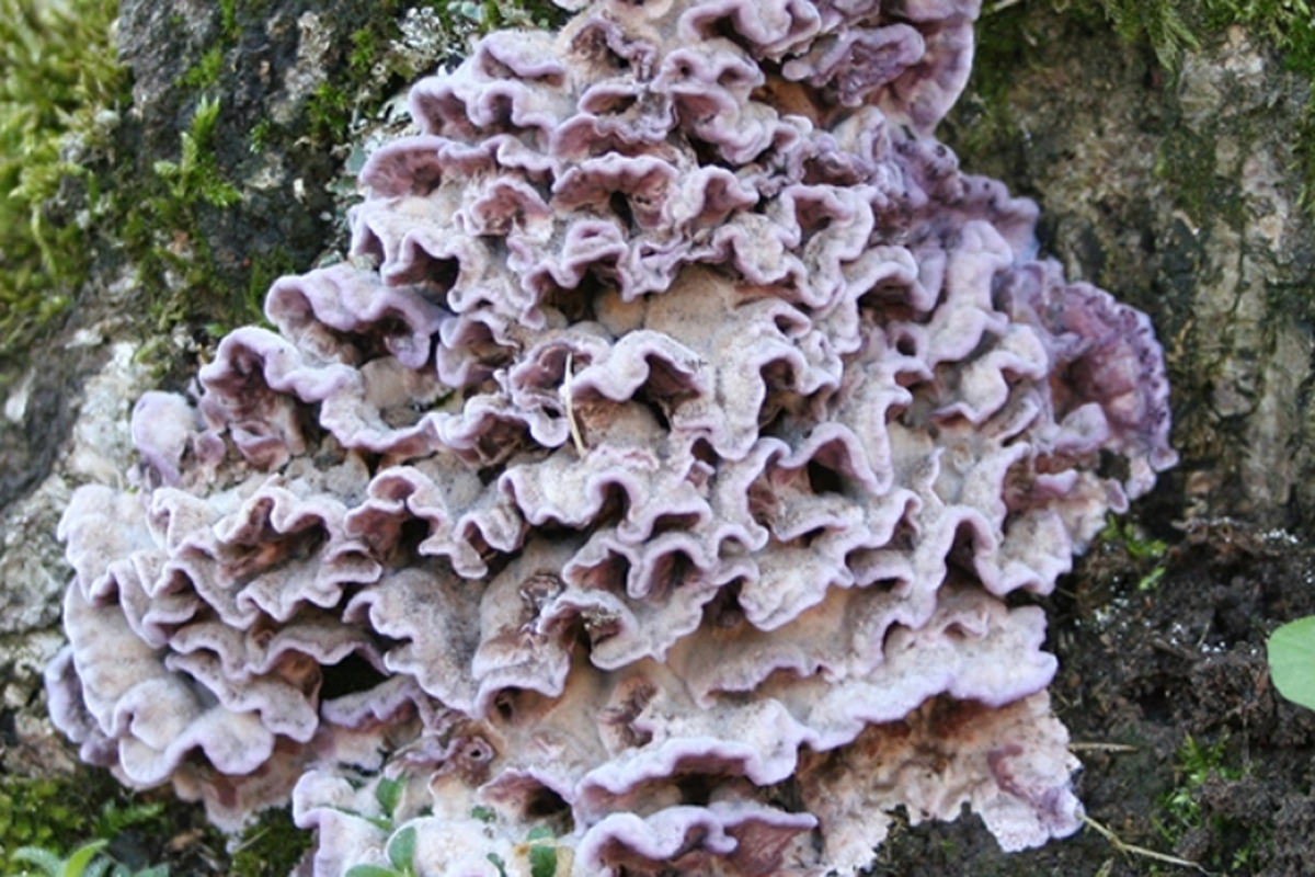 Ilustrasi jamur Chondrostereum purpureum yang tumbuh di pohon yang sudah mati 
