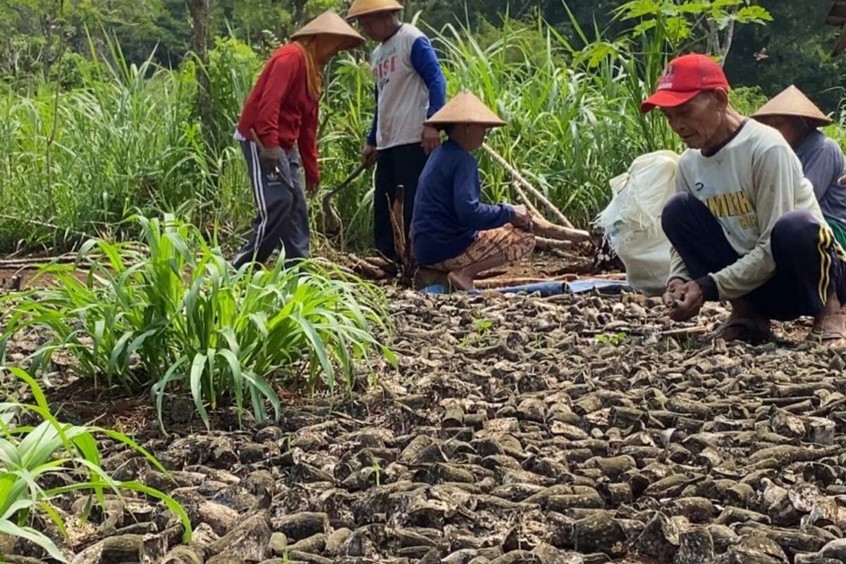Gaplek menghitam milik petani di Kalurahan Petir, Rongkop, Gunungkidul
