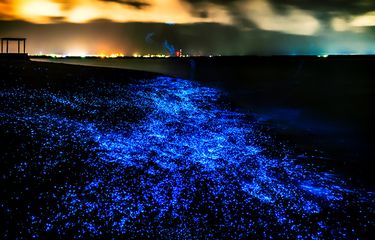 Bioluminesensi
