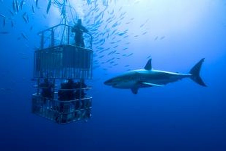 Penyelam dalam sangkar untuk melihat lebih dekat hiu di perairan Meksiko.