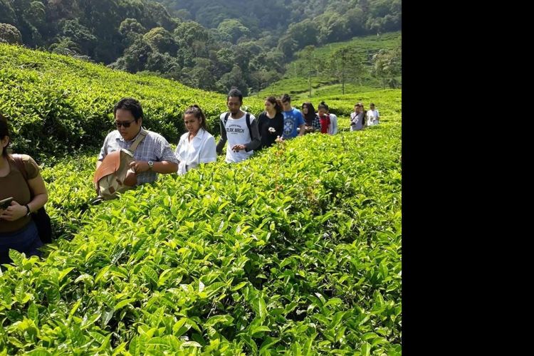 Ilustrasi wisata teh di Desa Wisata Tugu Selatan di Kabupaten Bogor, Jawa Barat.