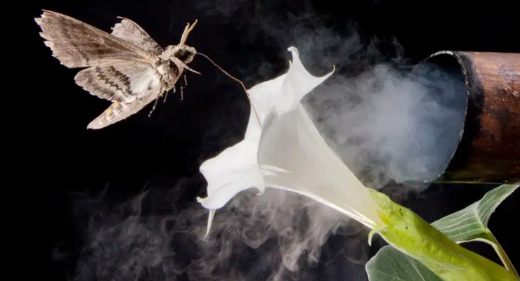 Polusi Udara Ubah Aroma Bunga dan Bikin Serangga Bingung