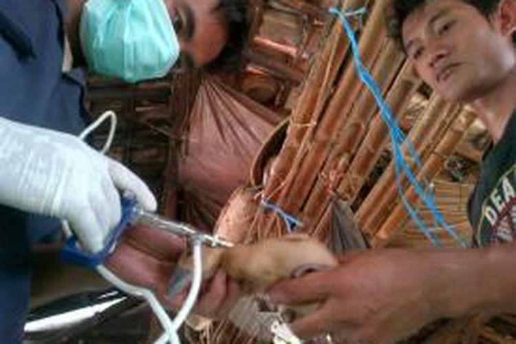 Petugas dari Dinas Peternakan Brebes, Jawa Tengah, menyuntik vaksin ke itik milik peternak di Desa Pakijangan, Kecamatan Bulakamba, Rabu (11/12/2013).
 