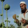 Tanpa Bisnis Opium dan Heroin, Bagaimana Taliban Bertahan Hidup di Afghanistan?