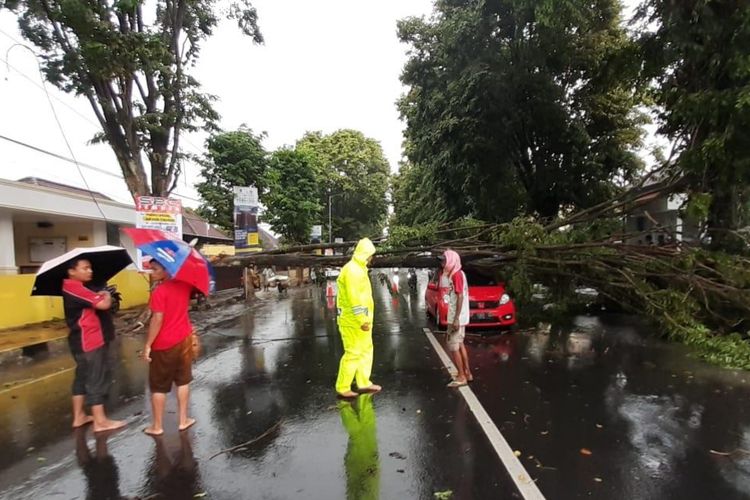 Hujan deras beserta angin kencang membuat pohon tumbang di tujuh titik, satu pohon menimpa Honda Brio, namun penumpangnya selamat, Jumat (13/12/2019). 