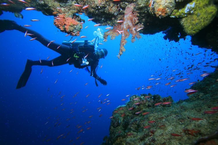 Ilustrasi panorama bawah laut di Kepulauan Sula, Maluku Utara.