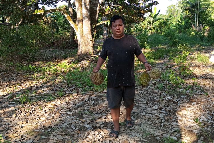 Efriyon mengambil buah durian yang baru jatuh di kebunnya dan dibawa ke pondok untuk dijual, di Desa Pulau Birandang, Kecamatan Kampa, Kabupaten Kampar, Riau, Rabu (15/11/2023).