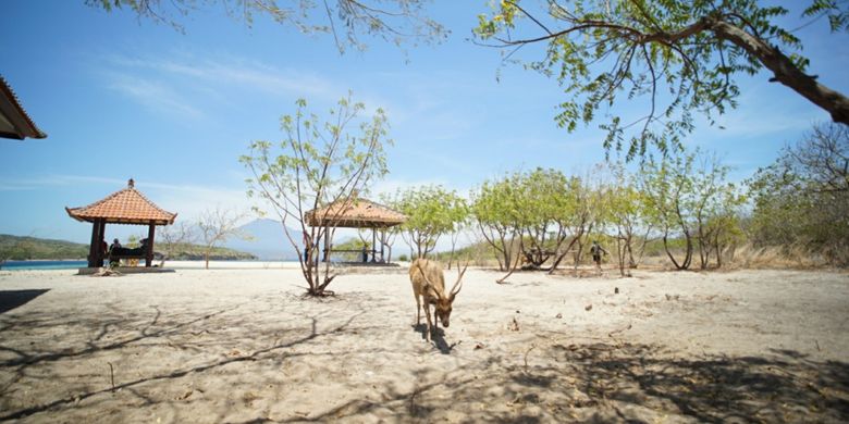 Menjangan salah satu fauna yang menghuni Pulau Menjangan, Taman Nasional Bali Barat, Kabupaten Jembrana, Bali, Minggu (29/10/2017).