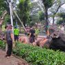 Pohon Besar Tumbang akibat Hujan Deras di Menteng, Lalu Lintas Sempat Tersendat