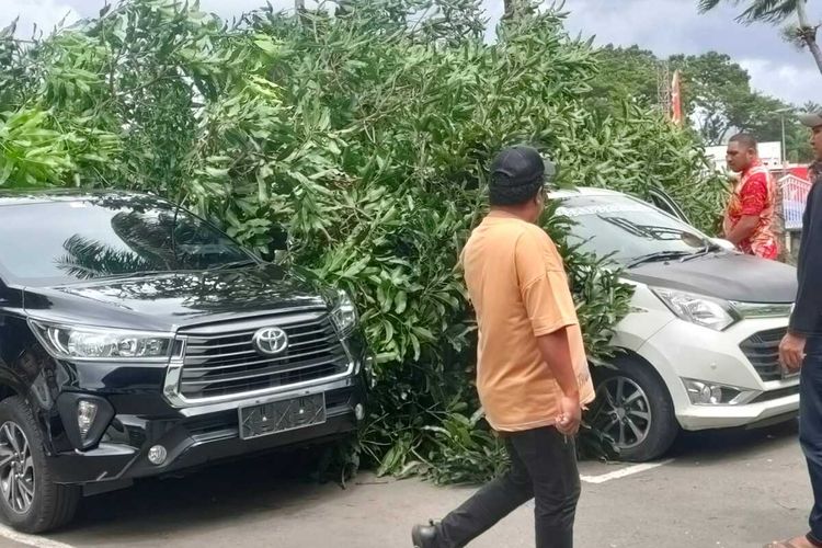 Sebuha pohon mangga di area kantor gubernur Maluku tumbang dan menimpa dua mobil yang sedang parkir di halaman parkir kantor tersebut, Kamis (1/12/2022)