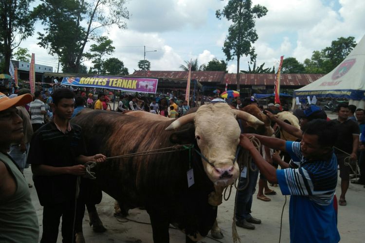 Kontestan sapi ternak dalam Kontes Ternak di Pangkalan Bun, Minggu (12/8/2018)