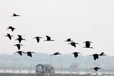 Di Danau Limboto, Ratusan Burung Ibis Rokoroko Terlihat Mencari Makan