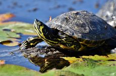 185 Kura-kura Langka Ditemukan dalam Koper di Bandara Galapagos