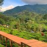 Lokasi, Jam Buka, dan Harga Tiket Masuk Tea Bridge Gunung Mas Puncak