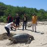 Penyu 90 Kg di Sukabumi Mati Setelah Terkena Jerat Jaring Nelayan