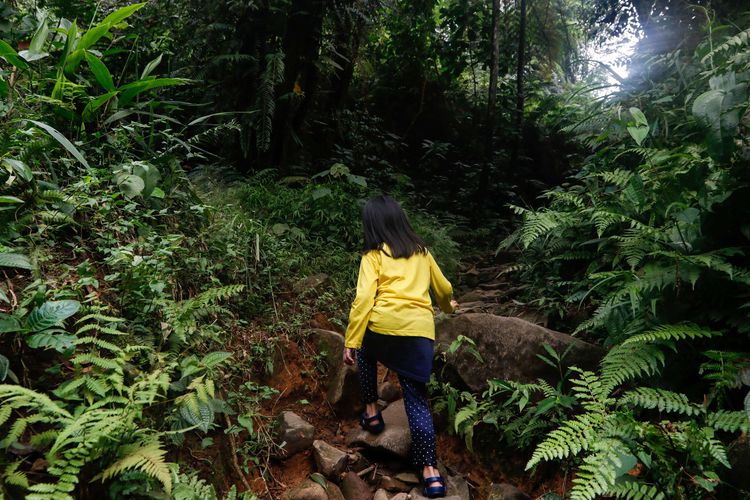 Wisata alam di jalur pendakian Kawah Ratu, Pasir Reungit, Taman Nasional Gunung Halimun Salak, Bogor, Sabtu (27/6/2020). Selain menyaksikan wisata Kawah Ratu, di tempat ini pengunjung bisa menikmati kamping serta wisata air terjun Buluh.