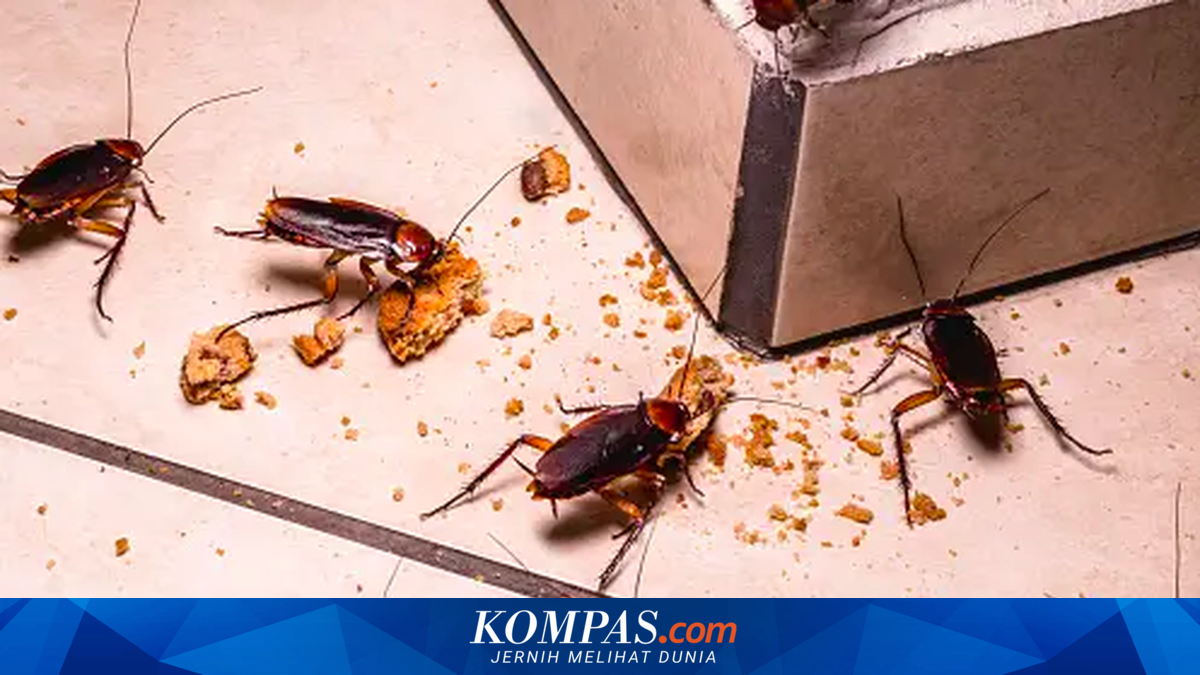 6 Cara Ampuh Membasmi Kecoak di Lemari Dapur secara Aman dan Efektif