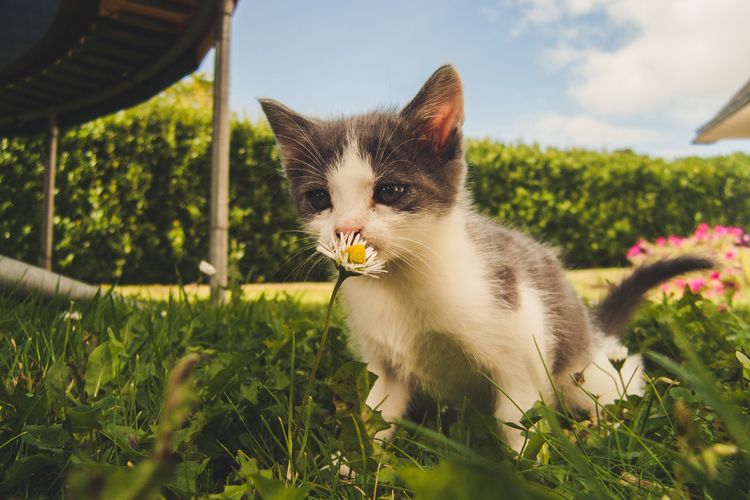 Ilustrasi kucing makan rumput