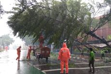 6 Pohon di Jakarta Tumbang akibat Hujan dan Angin Kencang