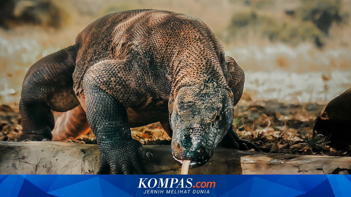 Hobbit Flores Sempat Dikira Pemburu Cerdas, Ternyata Pemakan Sisa Mangsa Komodo