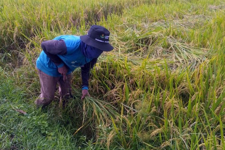 Sebagian petani di Lamongan dan Gresik sudah mulai memanen padi di lahan miliknya.