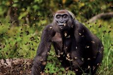 Dikira Gorila, Pekerja Kebun Binatang Ditembak Panah Berisi Obat Bius
