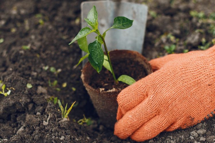 Ilustrasi menanam pohon, menanam bibit pohon. 