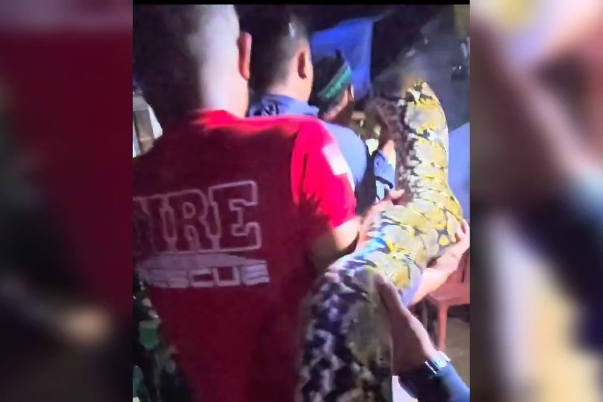 Petugas pemadam kebakaran Kota Baubau, Sulawesi Tenggara, berhasil menangkap seekor ular piton ukuran sebesar paha orang dewasa sepanjang 8 meter di dekat pemukiman warga di Kelurahan Kadolomoko, Kecamatan Kokalukuna, Kamis (09/1/2025) malam.