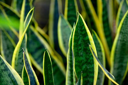 Sansevieria Stuckyi, Jenis Lidah Mertua yang Mengeluarkan Aroma Wangi