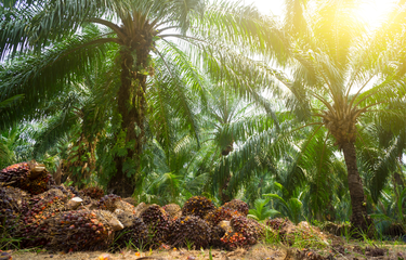 Ekspansi perkebunan sawit perlu ditekan dengan penerapan kebijakan penghentian total tanpa batas waktu untuk pengeluaran izin baru pembukaan lahan.