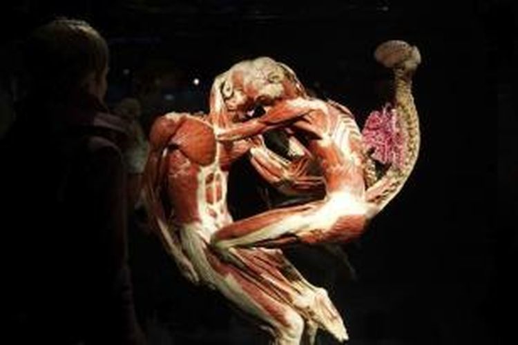 Koleksi tubuh manusia yang diawetkan karya anatomis Jerman, Gunther von Hogens di Museum Berlin, Selasa, (17/02/2015)