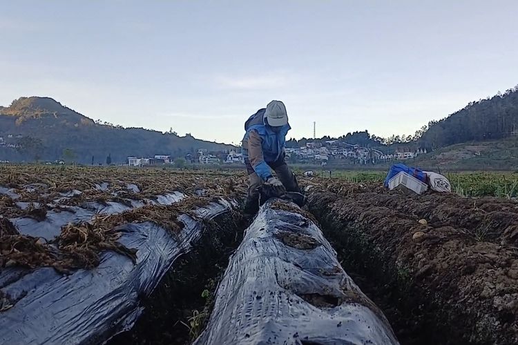 Embun Es Dieng Bikin Petani Merugi, Kentang di Lahan 500 Meter Persegi Mati Semua