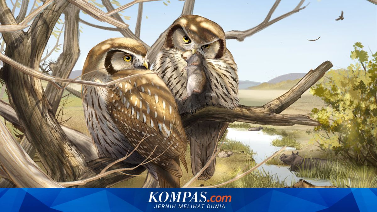 Burung Hantu pada 6 Juta Tahun yang Lalu Aktif di Siang Hari