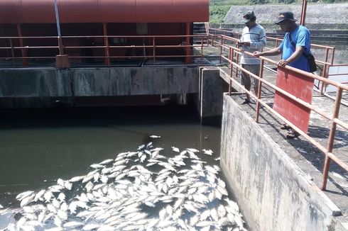 Air Tercemar, Ribuan Ikan di KTH PLTA Timo Kabupaten Semarang Mati