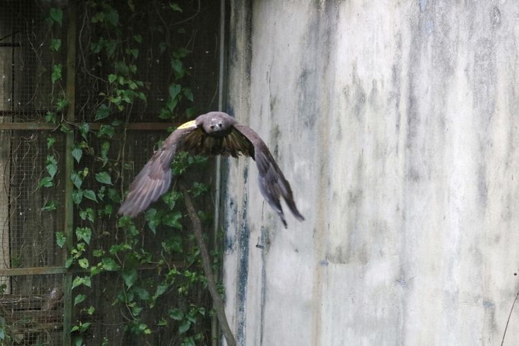 BBKSDA Dorong Kebun Binatang Punya Program Lepas Liar Satwa