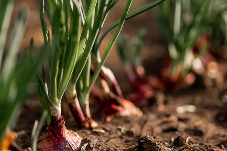 ilustrasi tanaman bawang merah