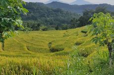 Sawah Tadah Hujan Instagramable di Kulon Progo Berlatar Perbukitan Menoreh