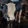 Sapi Belgian Blue di Lamongan Dibeli Presiden Prabowo, Namanya Oreo