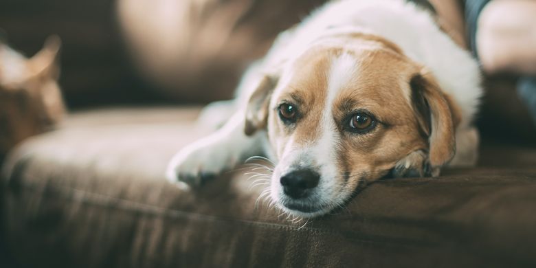 Cara Menenangkan Anjing Yang Gelisah Halaman All Kompas Com