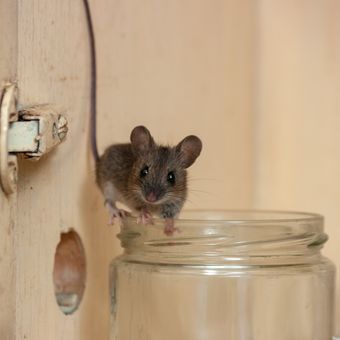 Ilustrasi tikus di dalam rumah. 