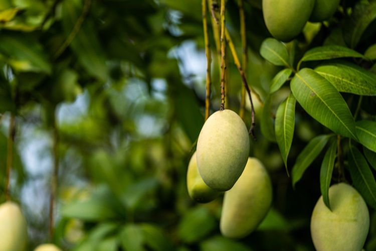 Ilustrasi buah mangga tua, buah mangga siap panen