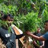 Kasus 10 Hektar Ladang Ganja di Cianjur, Penanamnya Ditangkap