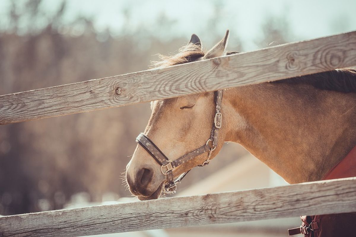 Ilustrasi kuda - Seekor kuda sedang tidur sambil berdiri.