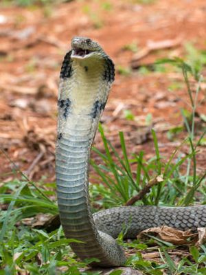 King cobra (Ophiophagus hannah), salah satu ular paling mematikan di dunia.