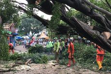 Petugas Suku Dinas Kehutanan Evakuasi Pohon Beringin Tumbang di Pasar Pondok Labu